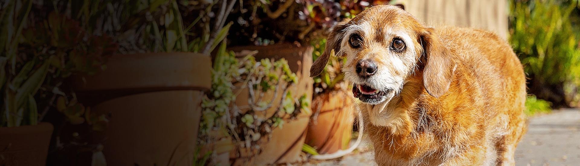 Oregon Animal Shelter Statistics Best Friends Animal Society